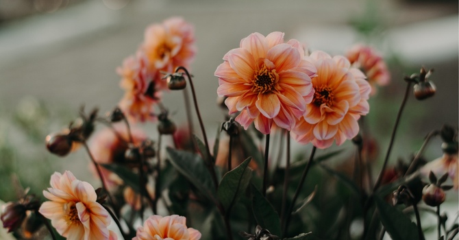 Couples Counseling - Establishing Relationship Foundations